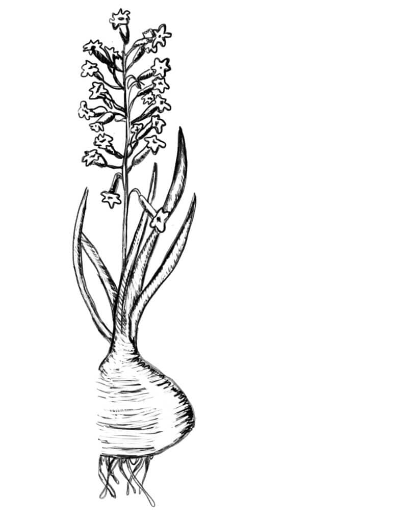 Hyacinth in zwart-wit