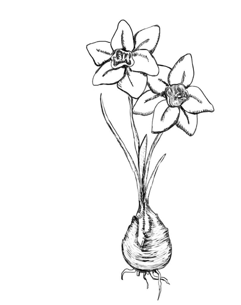 Narcis in zwart-wit