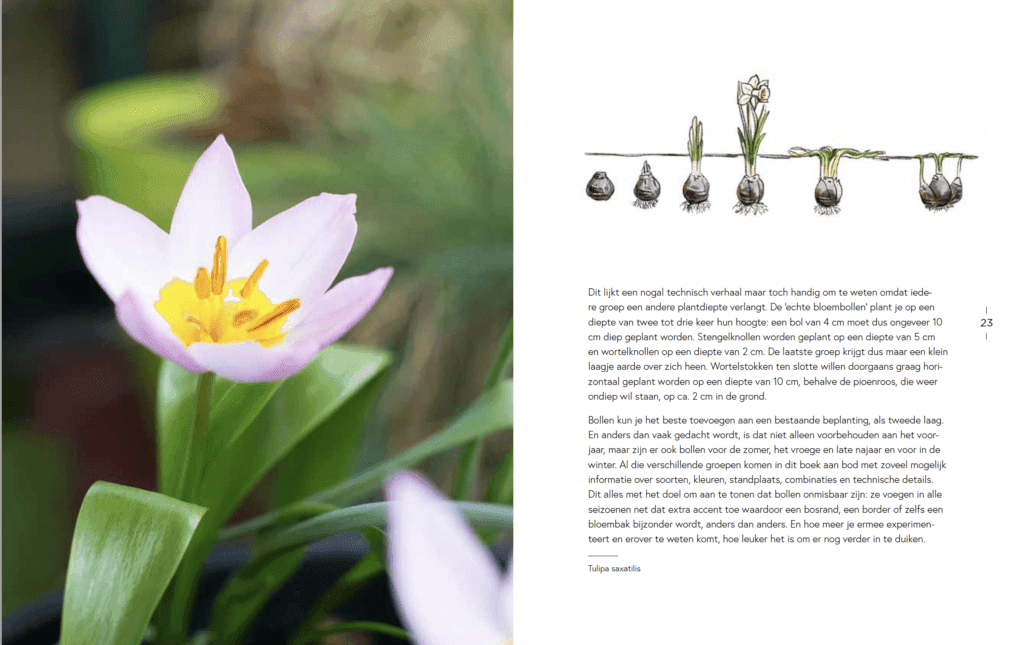 Narcissen cyclus
