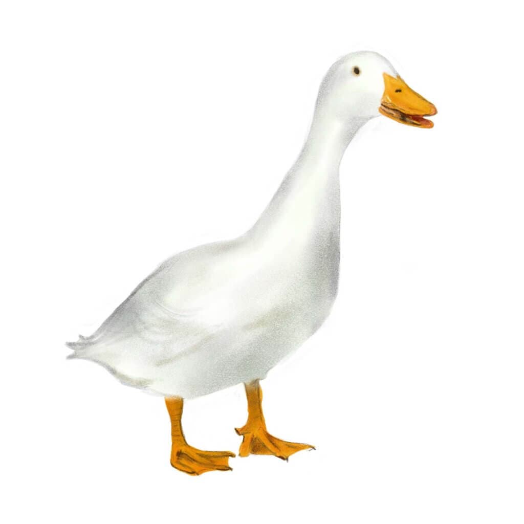 Witte eend