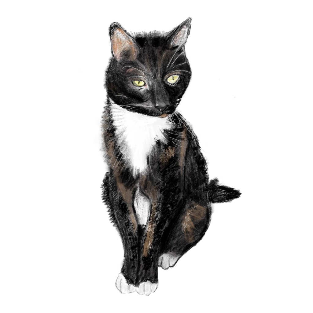 Spynie, de poes van Loes